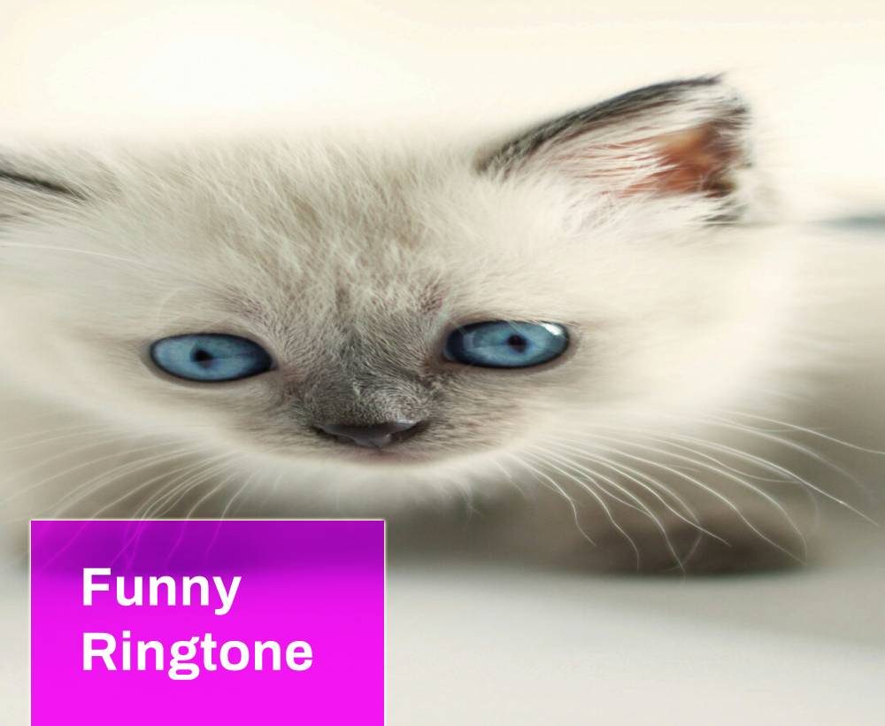 cat ringtones download for android